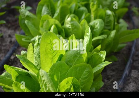 Growing green leaf lettuce in open ground with drip irrigation. Organic farming concept. Stock Photo