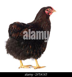 Wyandotte hen isolated on white ground Stock Photo