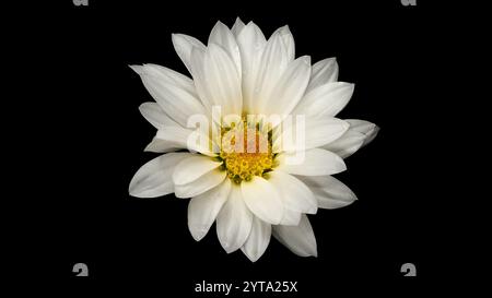 Chrysanthemum with white petals, natural flower with water drops, macro photography on a black isolated background. Stock Photo