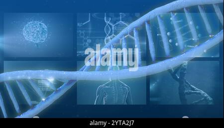 DNA strand and scientific data processing image over brain and human body diagrams Stock Photo