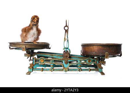 Chicks on an old scale Stock Photo