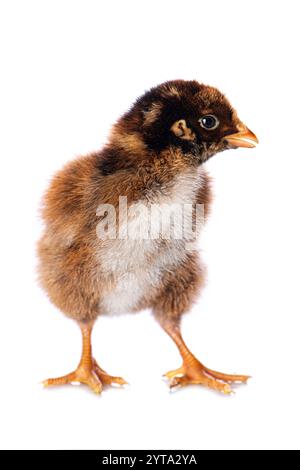Chick isolated on white background Stock Photo