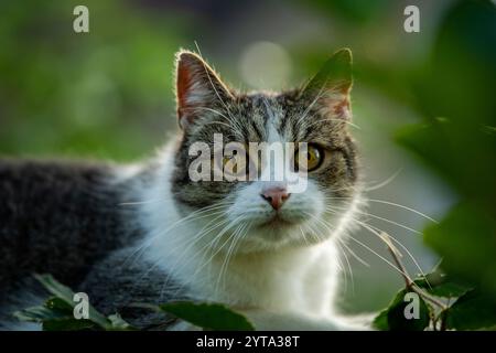 Cat in nature Stock Photo