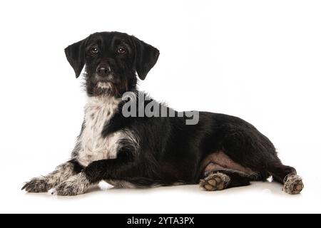 Mongrel dog isolated on white background Stock Photo