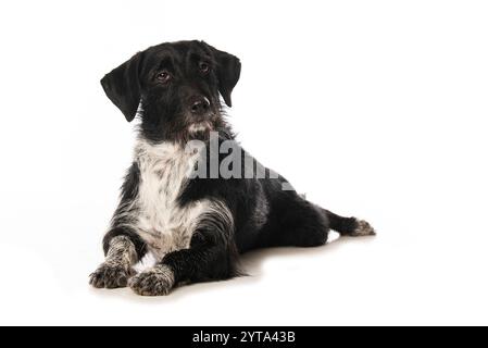 Mongrel dog isolated on white background Stock Photo