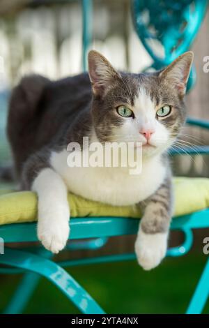 Cat on a garden chair Stock Photo