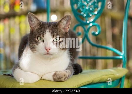 Cat on a garden chair Stock Photo