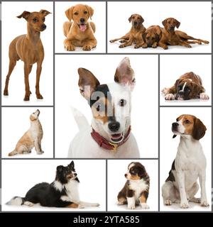 Pedigree dogs collage Stock Photo