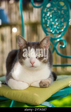 Cat on a garden chair Stock Photo