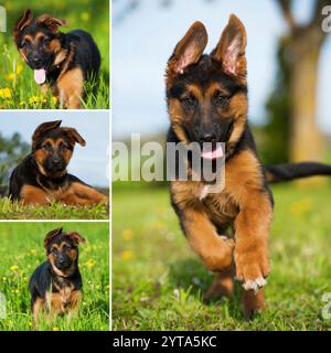 Puppy - Collage Stock Photo