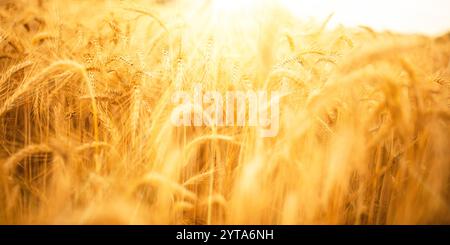 Golden wheat ears in sunny backlight. Agricultural background with short depth of field. Stock Photo