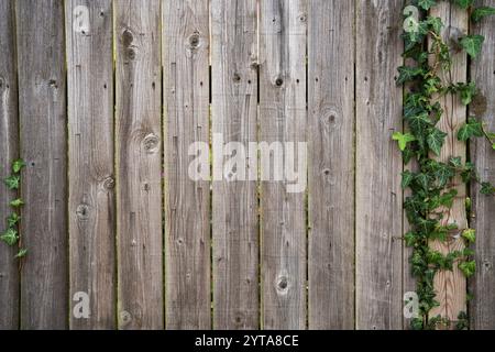 Weathered gray picket fence from wooden vertical panels and ivy tendrils. Rural background with space for text. Stock Photo