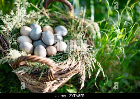 Big wicker basket in meadow, filled with pastel eggs on top of a bed of grasses. Top view. Stock Photo