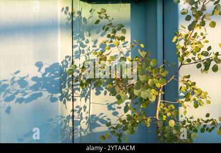 A bush in front of a white door, casting shadows on the wall of the house Stock Photo