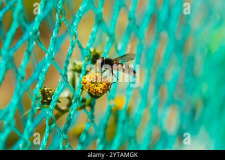 Sphaerophoria scripta. Long Hoverfly. Macro nature. Stock Photo