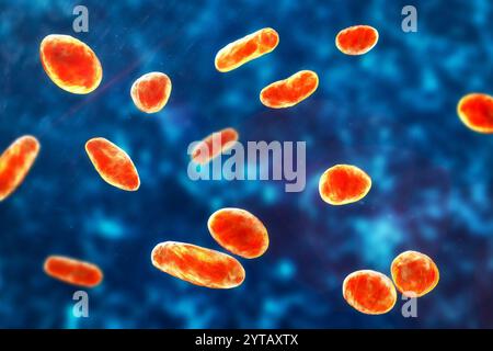 Rothia dentocariosa bacteria, computer illustration. This bacterium is ...