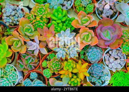 Many succulents of various types in a tray and pots at an outdoor plant market Stock Photo