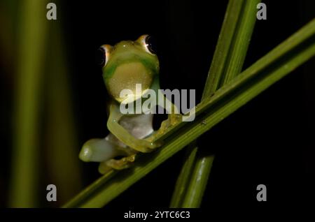 Sharp-headed Reed Frog (Hyperolius microps Stock Photo - Alamy