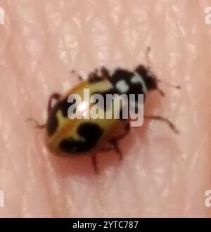 Parenthesis Lady Beetle (Hippodamia parenthesis Stock Photo - Alamy