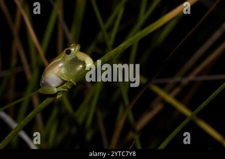 Sharp-headed Reed Frog (Hyperolius microps Stock Photo - Alamy