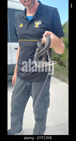 Everglades Racer (Coluber constrictor paludicola). Everglades National ...