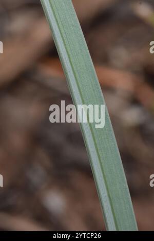 Sagebrush Mariposa Lily (Calochortus macrocarpus) Stock Photo