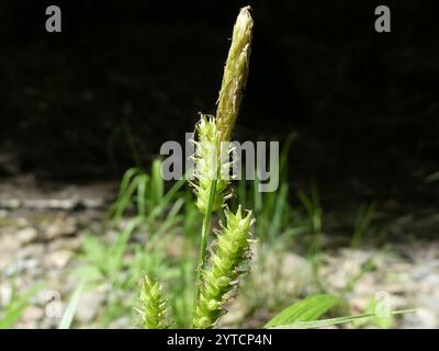 eastern rough sedge (Carex scabrata) Stock Photo