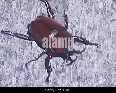 Japanese Rhinoceros Beetle (Trypoxylus dichotomus) Stock Photo