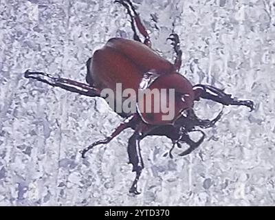 Japanese Rhinoceros Beetle (Trypoxylus dichotomus) Stock Photo