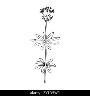 Minimalistic drawing of a plant, floral linear drawing by hand. Decorative botanical elements, modern drawing in the form of botanical lines, floral tattoo design. Vector isolated illustration Stock Vector
