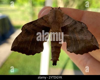 Walnut Sphinx (Amorpha juglandis) Stock Photo