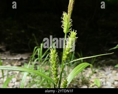 eastern rough sedge (Carex scabrata) Stock Photo