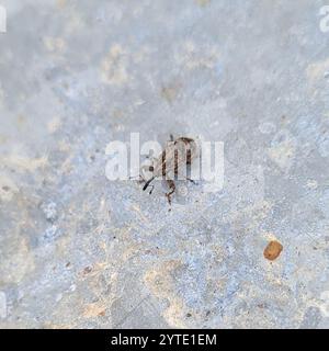 Apple Blossom Weevil (Anthonomus pomorum) Stock Photo