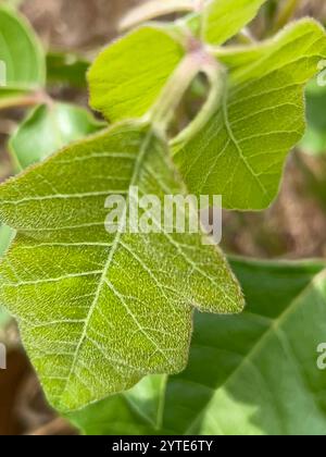 Atlantic poison oak (Toxicodendron pubescens) Stock Photo