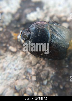 Forget-me-not Shieldbug (Sehirus luctuosus) Stock Photo