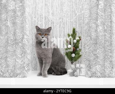 Cute cat on shiny silver background with Christmas tree. Greeting card with British shorthair cat. Stock Photo