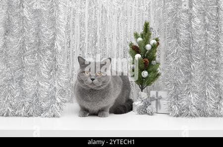 British cute cat with Christmas tree on a silver festive background. New Year card with cat and Christmas decorations. Stock Photo