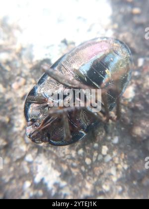 Forget-me-not Shieldbug (Sehirus luctuosus) Stock Photo