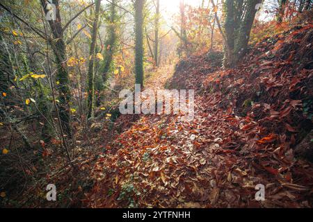 Spain, Avila, Autumn in the forest El Tiemblo, moving ferns Stock Photo ...