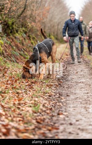 bloodhound and a team of searchers Stock Photo
