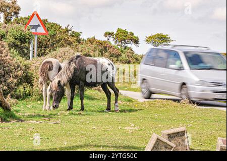 ponies roaming open moorland and roads causing traffic hazzard Stock Photo