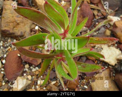 Conebushes (Leucadendron) Stock Photo