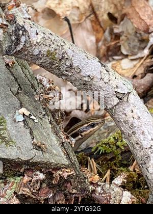 Common Five-lined Skink (Plestiodon fasciatus) Stock Photo