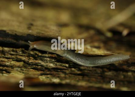 Banded Garden Slugs (Lehmannia Stock Photo - Alamy