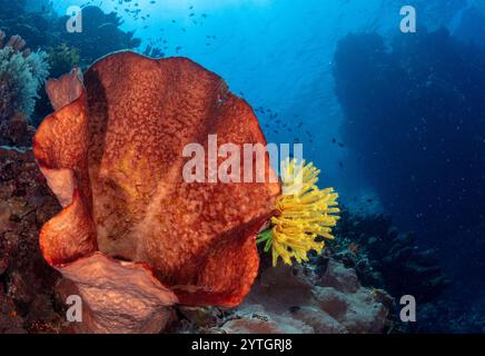 Eye level with a Vase Sponge (Callyspongia) and Feather Stars (Crinoidea) attached to the sloping reef floor. Stock Photo