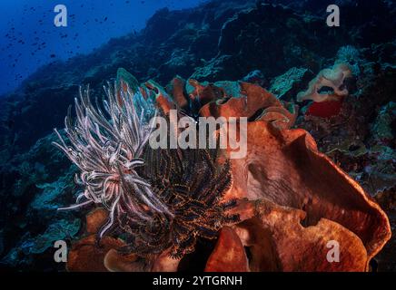 Eye level with a Vase Sponge (Callyspongia) and Feather Stars (Crinoidea) attached to the sloping reef floor. Stock Photo