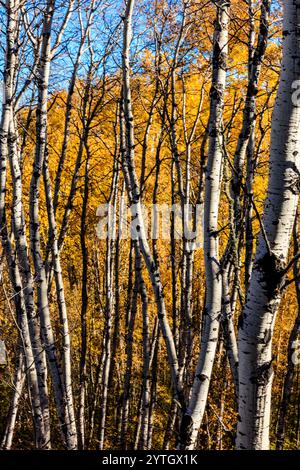 A forest of trees with yellow leaves. The trees are tall and thin Stock Photo