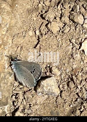 Black Rayed Blue Black-eyed Blue, Glaucopsyche melanops Stock Photo - Alamy