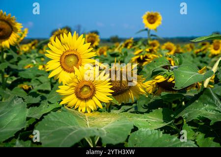 Closeup of two yellow blossoms in a field of sunflowers with pollen on green leaves and blue sky Stock Photo