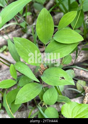 sessile bellwort (Uvularia sessilifolia Stock Photo - Alamy